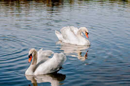 Le lac des cygnes