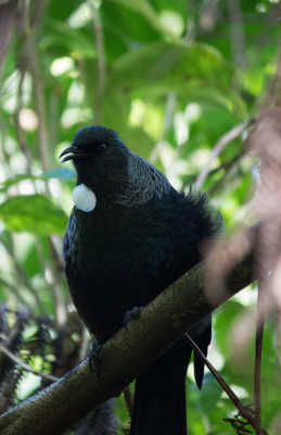 Tui