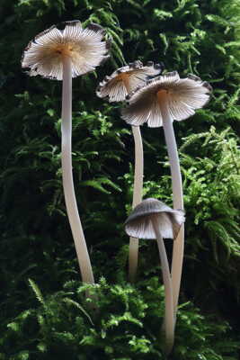 Champignons dans la Fôrêt de la Grange