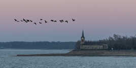 Vol de cormorans au dessus du lac