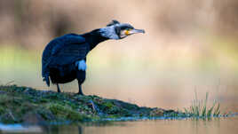La bête noire des pisciculteurs