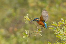L'envol du Martin Pêcheur