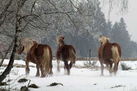 chevaux dans la neige