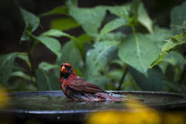 Le cardinal au bain