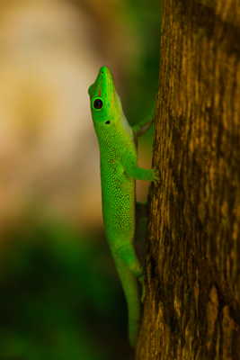 Phelsuma de Madagascar