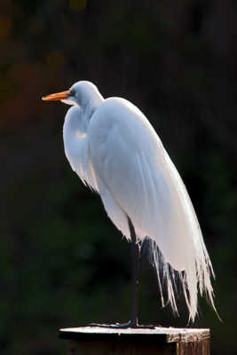 Grande aigrette