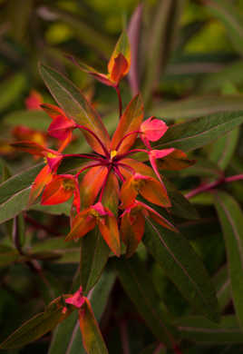 Euphorbe FireGlow..c'est beau :)