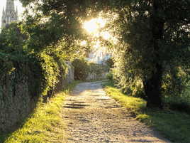 Nuée d'insectes dans le soleil couchant