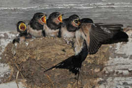 et moi et moi et moi