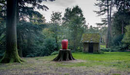 Le cœur de l'arbre en souffrance