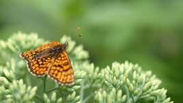 Papillon orange II