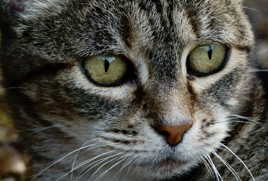 C'est caline, la chatte du voisin...