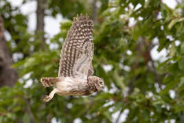 vol de chevêche d'athéna