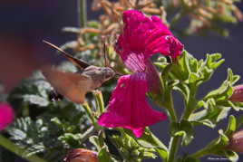 Il butine en plein vol
