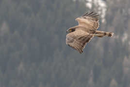 La chasse aux reptiles