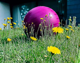 Une belle rouge parmi les fleurs