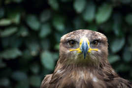 Le Regard de l'Aigle
