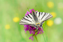 Machaon