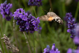 The beautiful creation