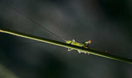 Conocéphale bigarré