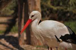 Cigogne Blanche