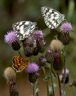 papillon en cueillette