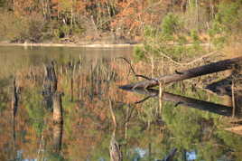 REFLETS DAN L'ETANG DE BRIQUETTE