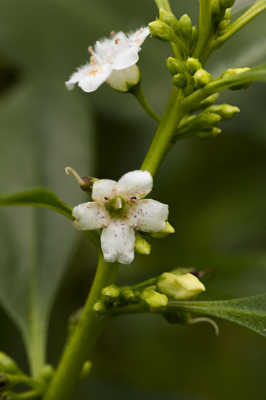 Petites taches blanches