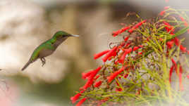 Colibri