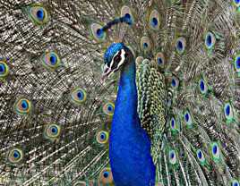 Faire la roue pour séduire