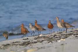 Archives ornithologiques