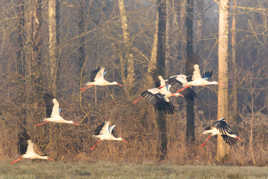 envolée de cigognes blanches