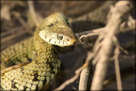 Couleuvre à collier ( Natrix natrix )