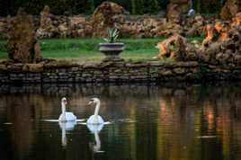 Duo de Cygne