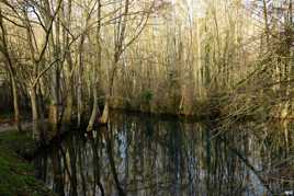 Arbres se reflétant