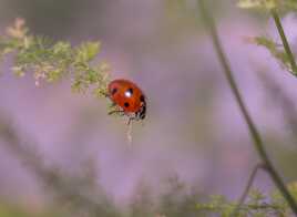 coccinelle