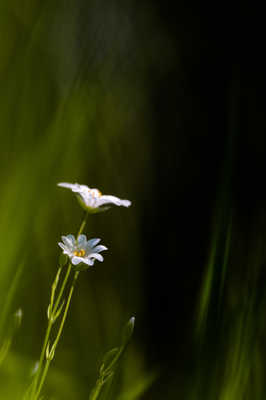 Direction la lumière!
