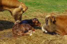 Naissance en plein champ