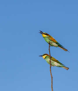 attends ton tour ...