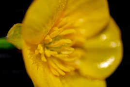 L'attente de l'abeille ...