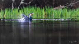 Le bain du cormoran