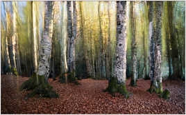 Forêt fantastique II