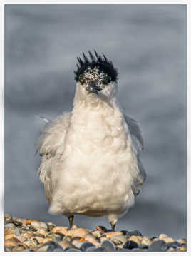 Nouvelle coupe de cheveux pour la Sterne Caugek