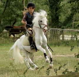 Cours poney