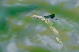 La demoiselle de l'Olt.