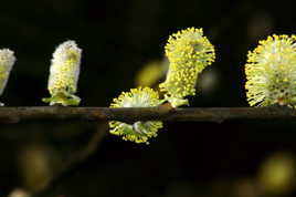 Eclosion de bourgeons