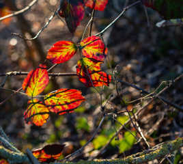 sous les derniers rayons de soleil