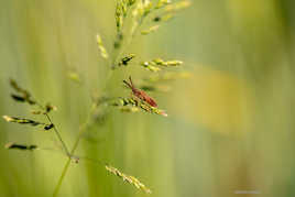 dans un monde des tout petit