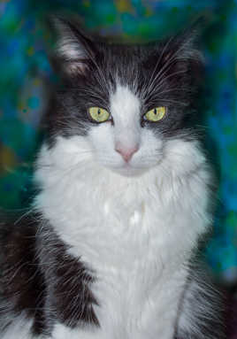 Je pose pour les locos