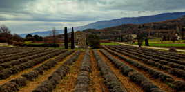 En attendant le printemps